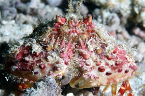 Raja Ampat 2019 - DSC08046_rc - Two horn box crab - Crabe honteux a deux cornes - Calappa bicornis